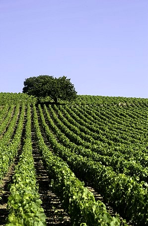 Vignes de Morgon en été