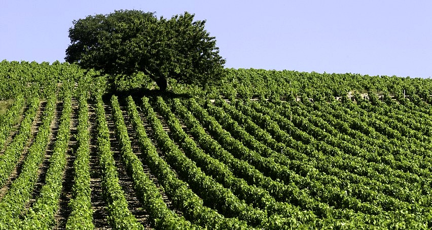 Vignes de Morgon en été