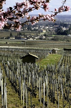 Vignes de Moulin-à-Vent au printemps