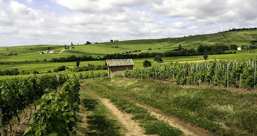 Vignes de Moulin-à-Vent (climat Champ de Cour) faisant face à La Roilette et Les Moriers (2 climats de Fleurie)
