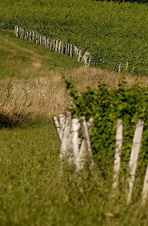 Vignes de Parassy (Menetou-Salon)