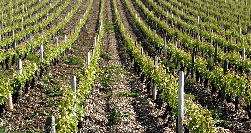 Vignes de pinot noir buttées (terroir d'argiles à silex)