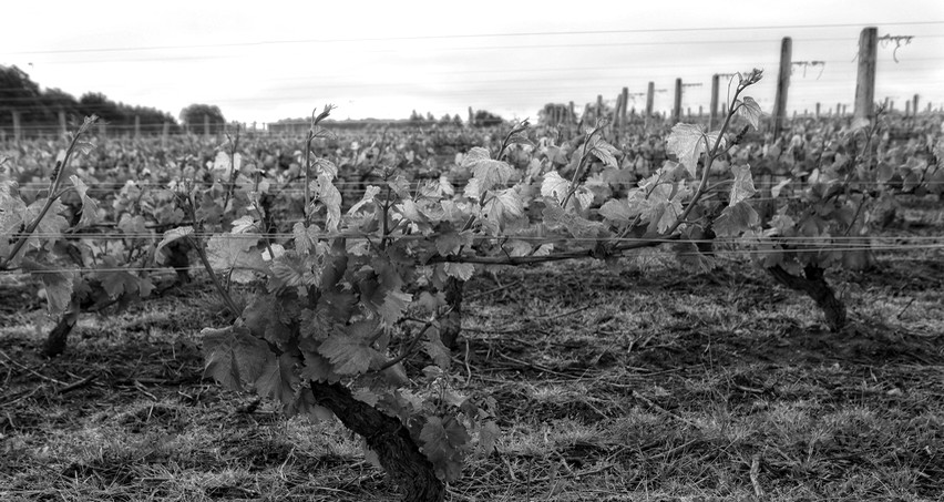 Vignes de Quincy