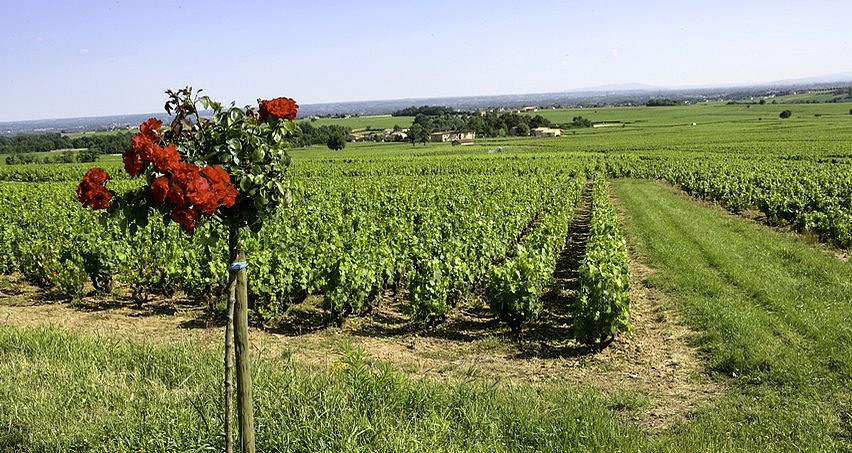 Vignes de Saint-Amour