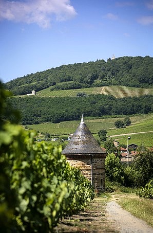 Vignes de Saint-Lager (et le Mont Brouilly)