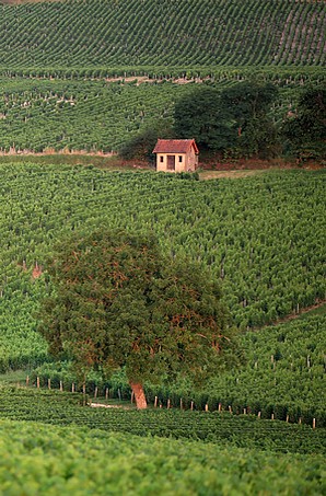 Vignes de Sancerre