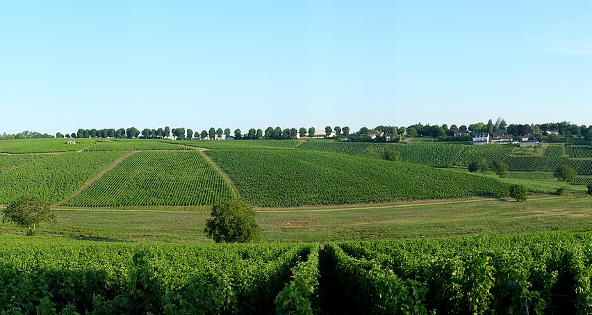 Vignes de Sancerre (Le Plateau au premier plan, Les Grous au second)