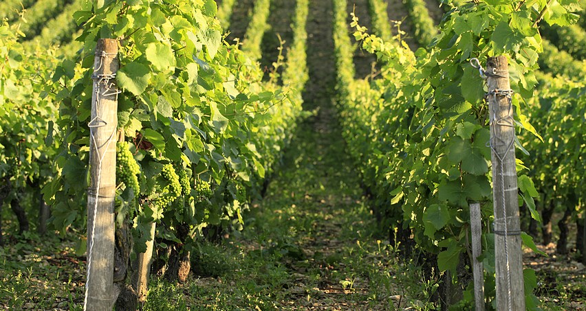 Vignes de sauvignon (La Plante, Sancerre)