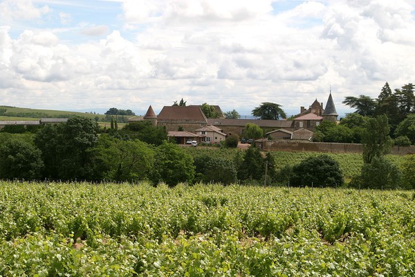 Vignes de Thulon