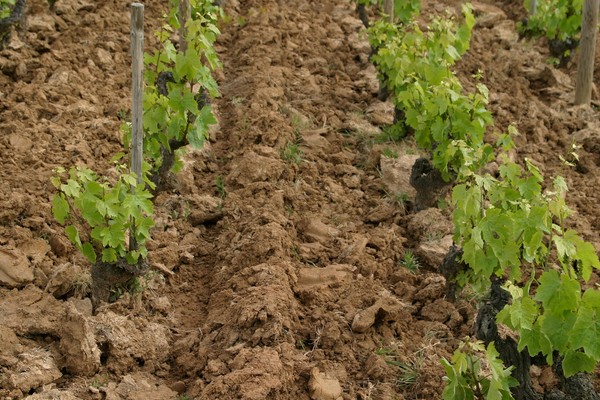 Vignes des Burdelines (3)