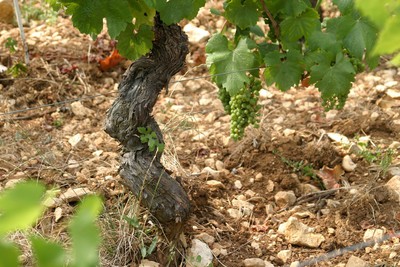 Vignes donnant la cuvée Claude Denogent (Les Crays)