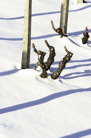 Vignes en hiver