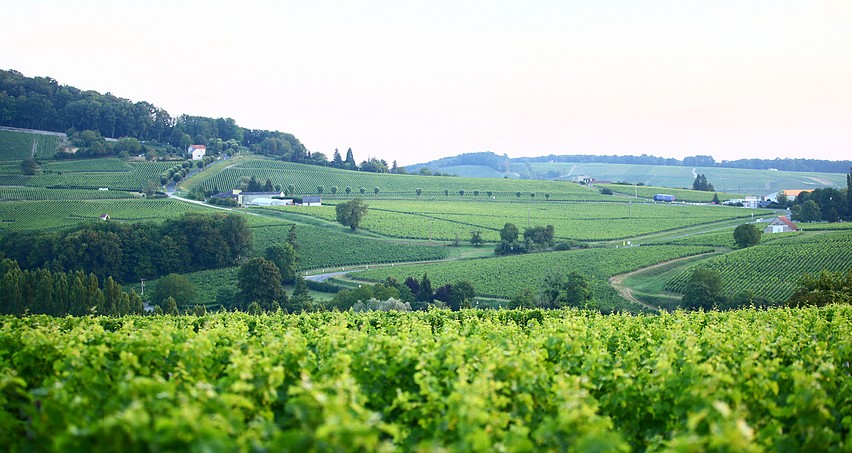 Vignes entre Sancerre et la Loire