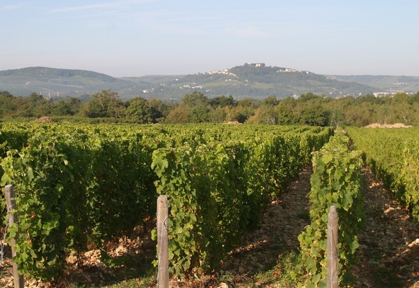 Vignes regardant la butte de Sancerre