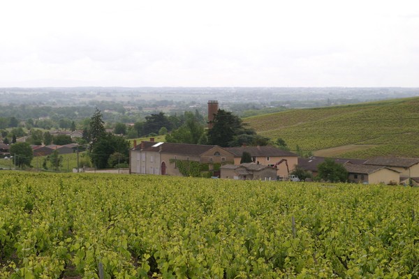 Vignes regardant la tour de la belle mère et Charentay