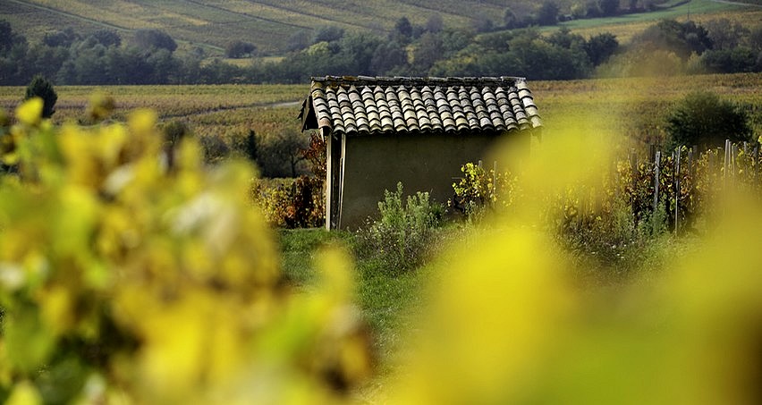 Vignes romanéchoises en automne