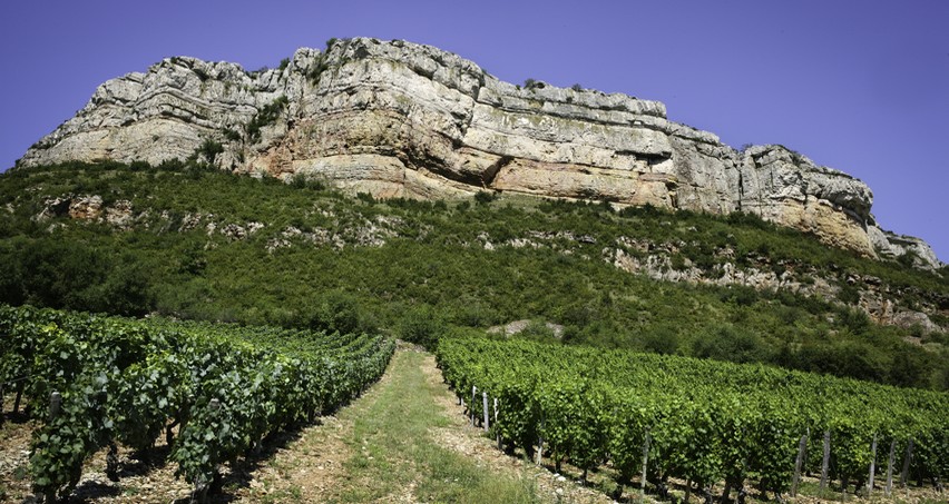 Vignes sous la roche de Vergisson