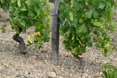 Vignes sur schistes (Les scellés)