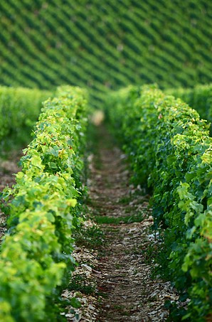 Vignes vallonées de Sancerre