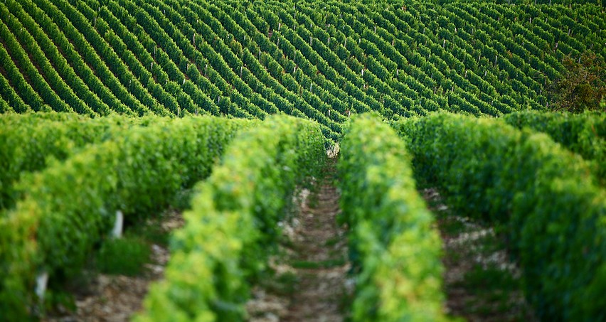 Vignes vallonées du sancerrois