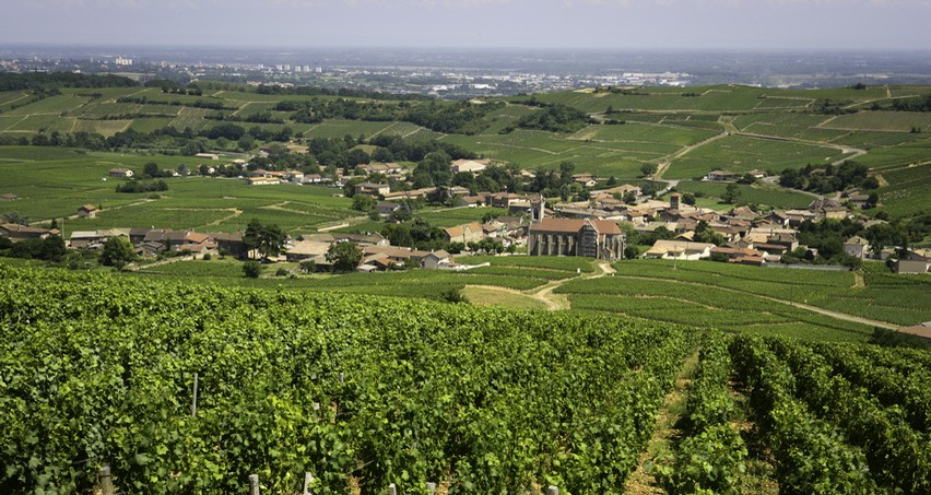 Vignoble de Pouilly-Fuissé