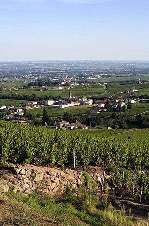 Vue des hauts de Chénas